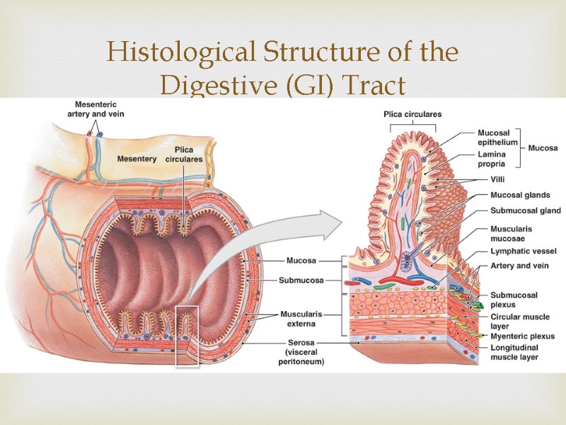 Histological Structure of the Digestive (GI) Tract